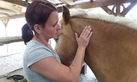 Manuelle Lymphdrainage für Pferde und Hunde Manuelle Lymphdrainage für Pferde und Hunde