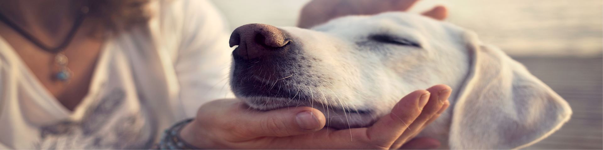 Lehrgang Bewegungstraining Hunde
