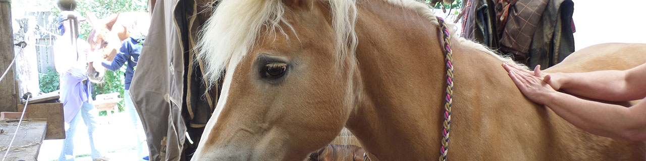 Lehrgang Massage und Bewegungstraining Pferde und Hunde